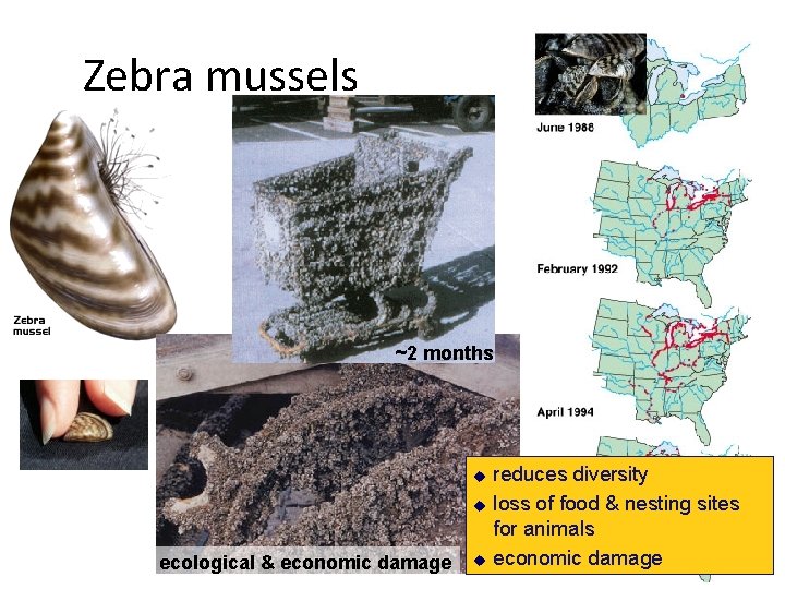 Zebra mussel ~2 months u u ecological & economic damage u reduces diversity loss