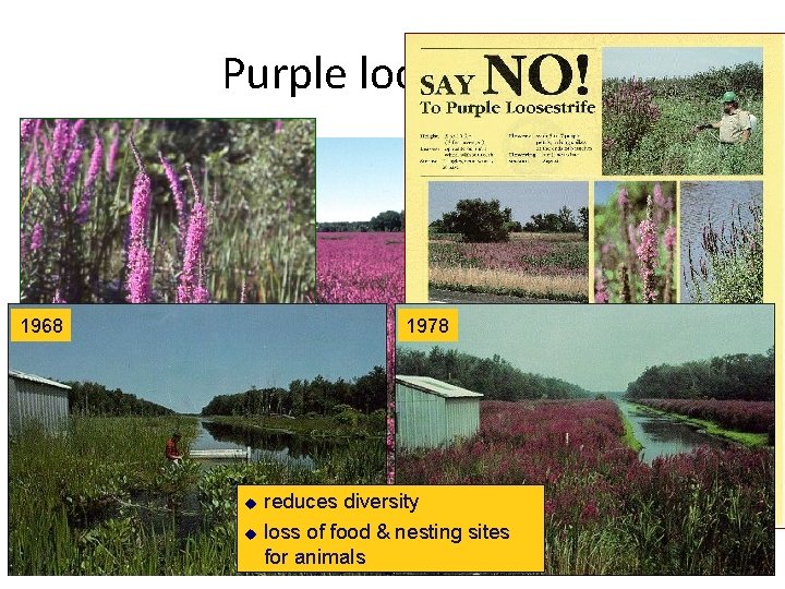 Purple loosestrife 1968 1978 u u reduces diversity loss of food & nesting sites