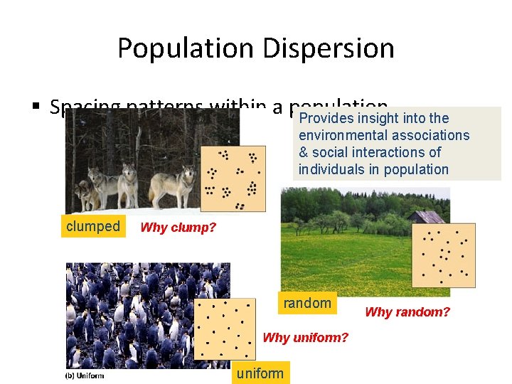 Population Dispersion § Spacing patterns within a population Provides insight into the environmental associations