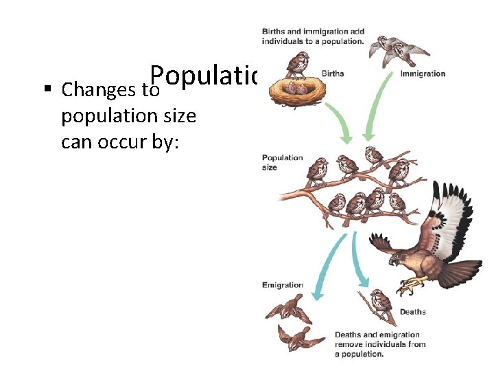 Population Size § Changes to population size can occur by: 