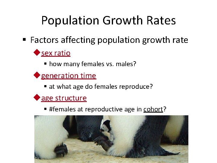 Population Growth Rates § Factors affecting population growth rate usex ratio § how many