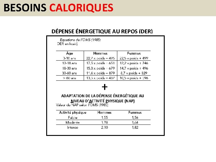 BESOINS CALORIQUES DÉPENSE ÉNERGETIQUE AU REPOS (DER) + ADAPTATION DE LA DÉPENSE ÉNERGÉTIQUE AU