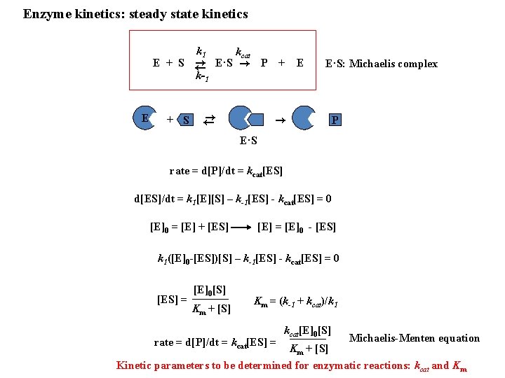 Enzyme kinetics: steady state kinetics k 1 E kcat E + S ← →