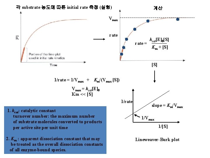 각 substrate 농도에 따른 initial rate 측정 (실험) 계산 Vmax rate = kcat[E]0[S] Km