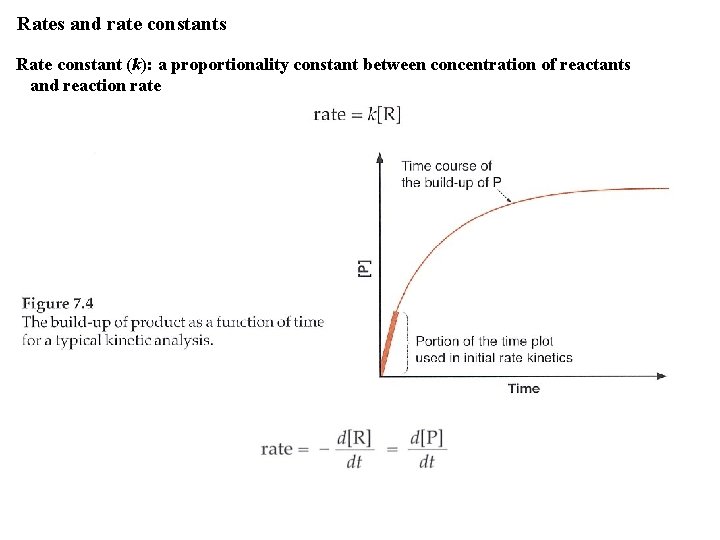 Rates and rate constants Rate constant (k): a proportionality constant between concentration of reactants