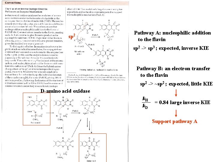 sp 2 Pathway A: nucleophilic addition to the flavin sp 2 -> sp 3