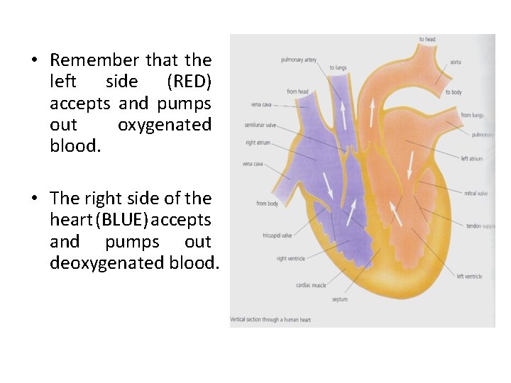  • Remember that the left side (RED) accepts and pumps out oxygenated blood.