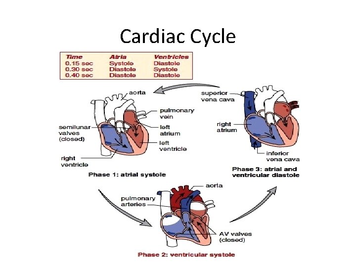 Cardiac Cycle 