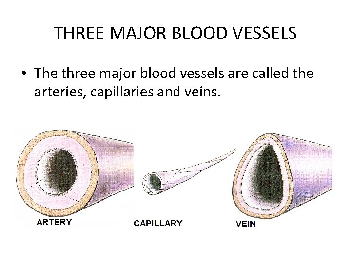 THREE MAJOR BLOOD VESSELS • The three major blood vessels are called the arteries,