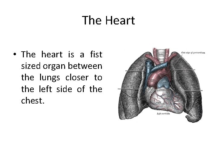 The Heart • The heart is a fist sized organ between the lungs closer