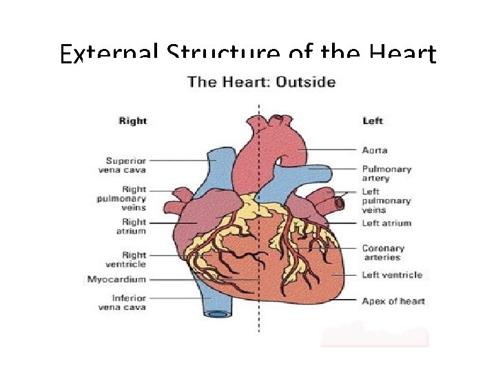 External Structure of the Heart 
