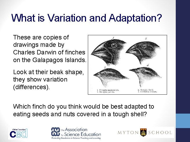 What is Variation and Adaptation? These are copies of drawings made by Charles Darwin What is Variation and Adaptation? These are copies of drawings made by Charles Darwin
