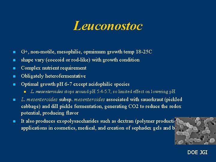 Leuconostoc n n n G+, non-motile, mesophilic, opmimum growth temp 18 -25 C shape