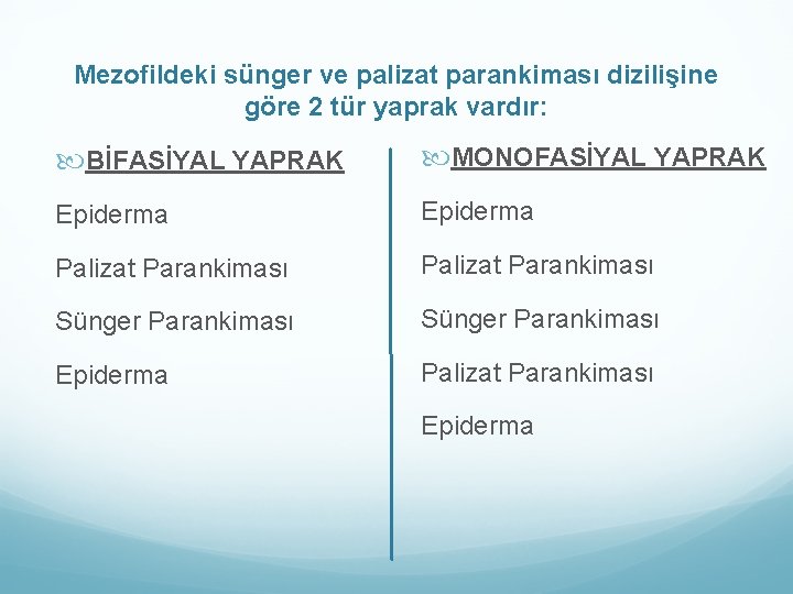 Mezofildeki sünger ve palizat parankiması dizilişine göre 2 tür yaprak vardır: BİFASİYAL YAPRAK MONOFASİYAL