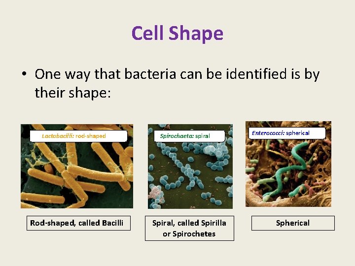 Cell Shape • One way that bacteria can be identified is by their shape: