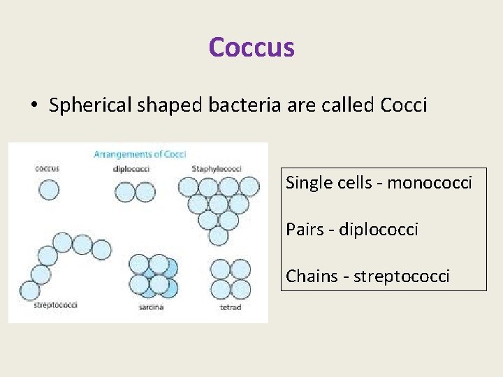 Coccus • Spherical shaped bacteria are called Cocci Single cells - monococci Pairs -