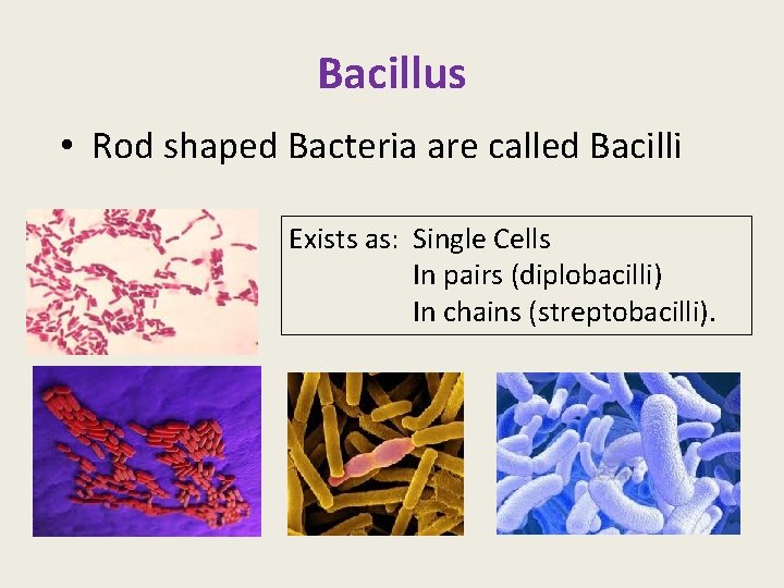 Bacillus • Rod shaped Bacteria are called Bacilli Exists as: Single Cells In pairs