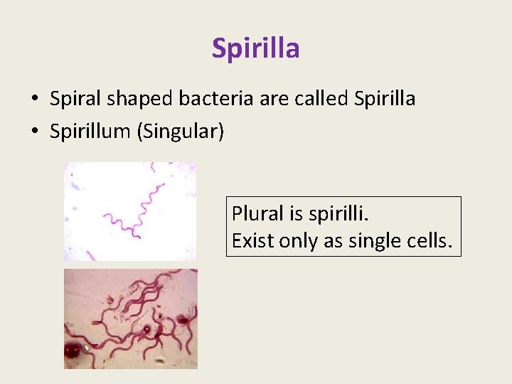 Spirilla • Spiral shaped bacteria are called Spirilla • Spirillum (Singular) Plural is spirilli.