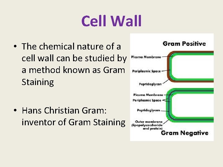 Cell Wall • The chemical nature of a cell wall can be studied by