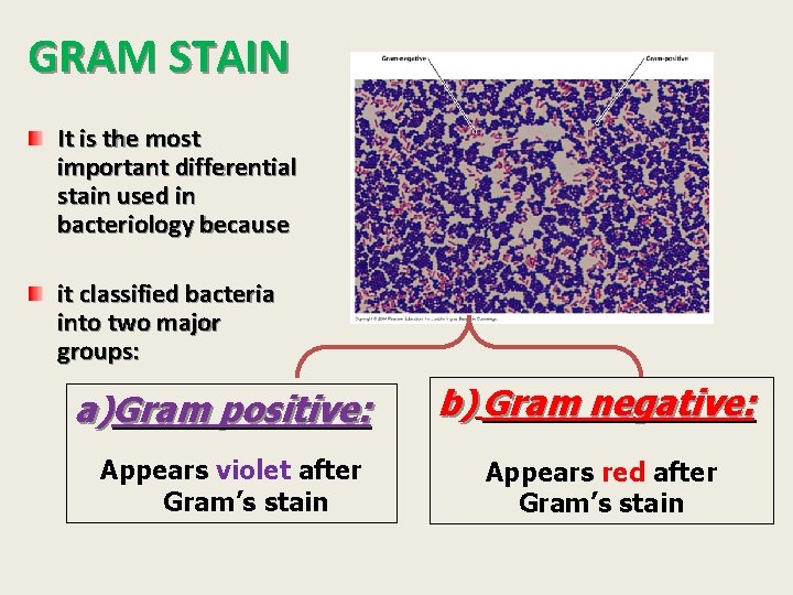 GRAM STAIN It is the most important differential stain used in bacteriology because it