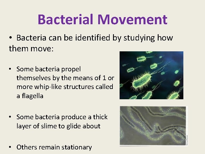 Bacterial Movement • Bacteria can be identified by studying how them move: • Some