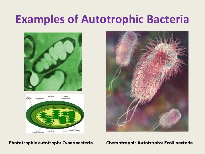 Examples of Autotrophic Bacteria Phototrophic autotroph: Cyanobacteria Chemotrophic Autotrophs: Ecoli bacteria 