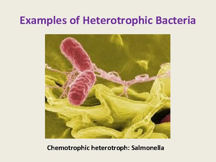 Examples of Heterotrophic Bacteria Chemotrophic heterotroph: Salmonella 