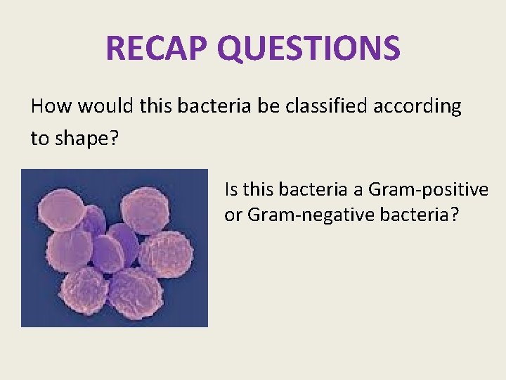 RECAP QUESTIONS How would this bacteria be classified according to shape? Is this bacteria