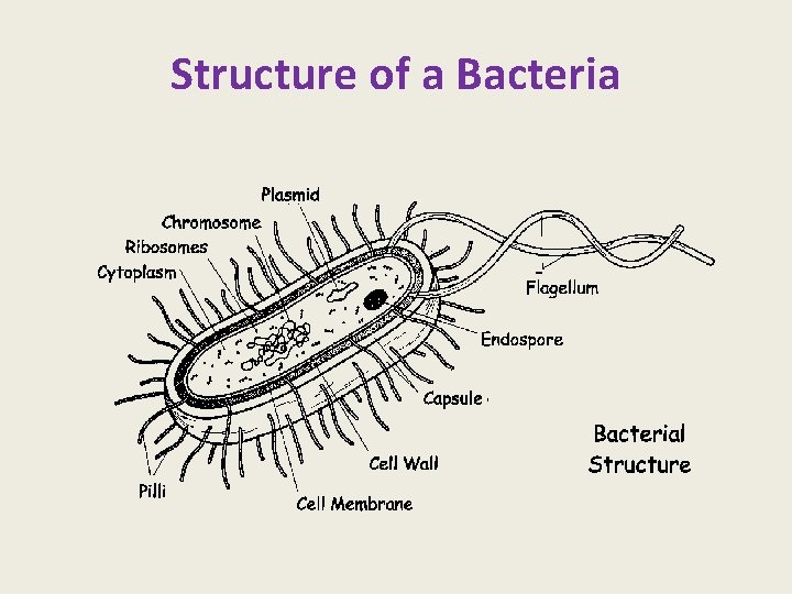 Structure of a Bacteria 