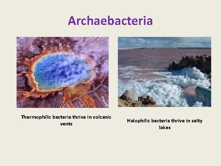 Archaebacteria Thermophilic bacteria thrive in volcanic vents Halophilic bacteria thrive in salty lakes 