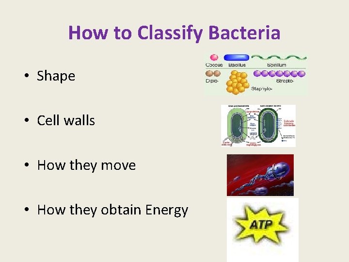 How to Classify Bacteria • Shape • Cell walls • How they move •