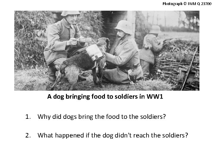 Photograph © IWM Q 23700 A dog bringing food to soldiers in WW 1