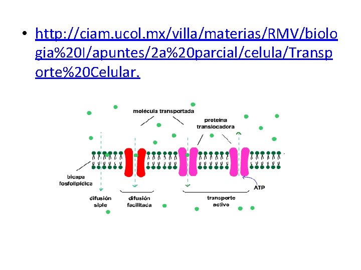  • http: //ciam. ucol. mx/villa/materias/RMV/biolo gia%20 I/apuntes/2 a%20 parcial/celula/Transp orte%20 Celular. 