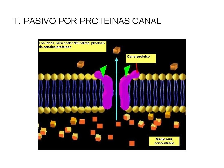 T. PASIVO POR PROTEINAS CANAL 