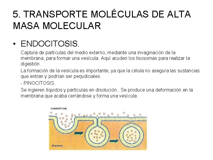 5. TRANSPORTE MOLÉCULAS DE ALTA MASA MOLECULAR • ENDOCITOSIS. Captura de partículas del medio