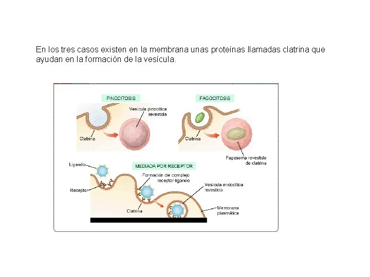 En los tres casos existen en la membrana unas proteínas llamadas clatrina que ayudan