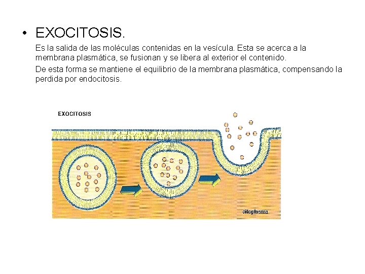  • EXOCITOSIS. Es la salida de las moléculas contenidas en la vesícula. Esta