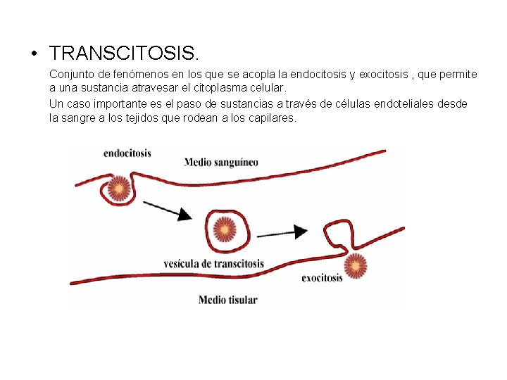  • TRANSCITOSIS. Conjunto de fenómenos en los que se acopla la endocitosis y