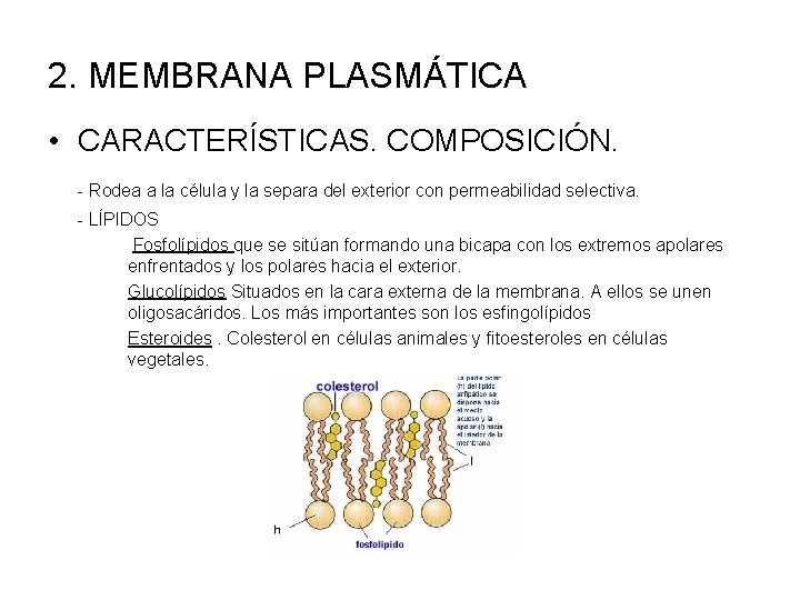 2. MEMBRANA PLASMÁTICA • CARACTERÍSTICAS. COMPOSICIÓN. - Rodea a la célula y la separa