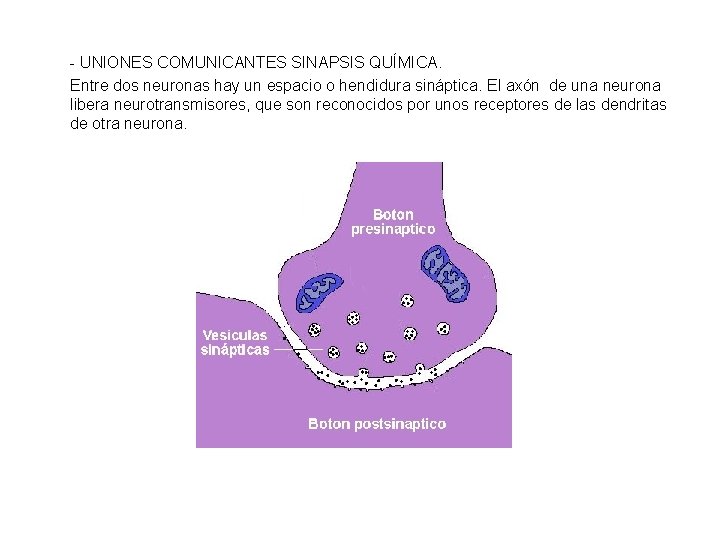 - UNIONES COMUNICANTES SINAPSIS QUÍMICA. Entre dos neuronas hay un espacio o hendidura sináptica.