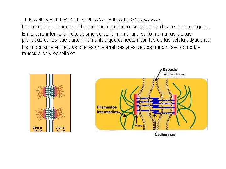 - UNIONES ADHERENTES, DE ANCLAJE O DESMOSOMAS. Unen células al conectar fibras de actina