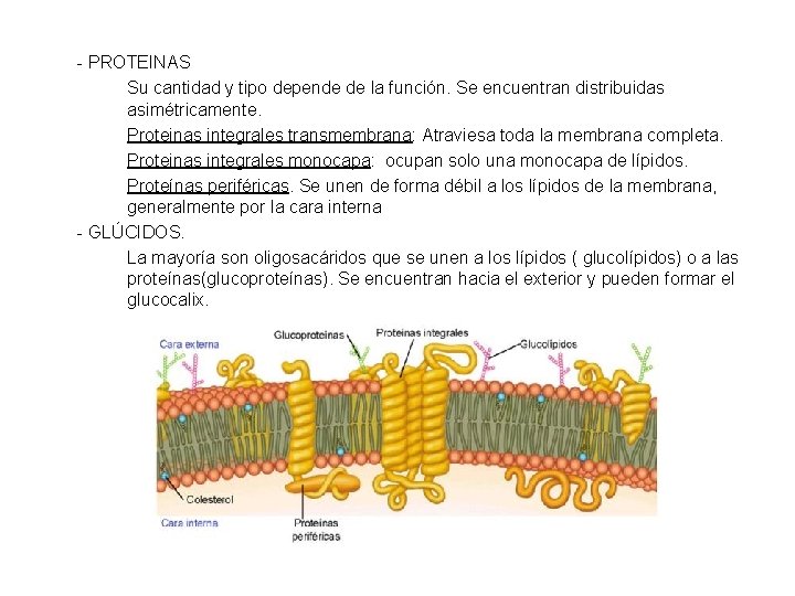 - PROTEINAS Su cantidad y tipo depende de la función. Se encuentran distribuidas asimétricamente.