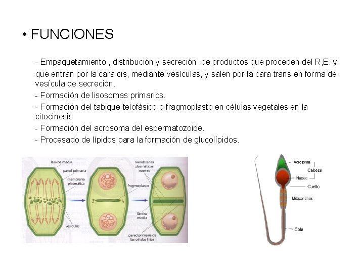  • FUNCIONES - Empaquetamiento , distribución y secreción de productos que proceden del