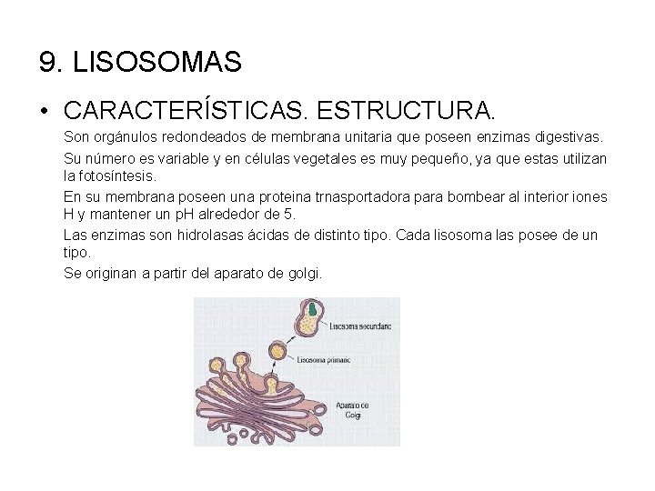 9. LISOSOMAS • CARACTERÍSTICAS. ESTRUCTURA. Son orgánulos redondeados de membrana unitaria que poseen enzimas