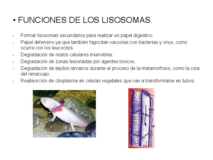  • FUNCIONES DE LOS LISOSOMAS. - Formar lisosomas secundarios para realizar un papel