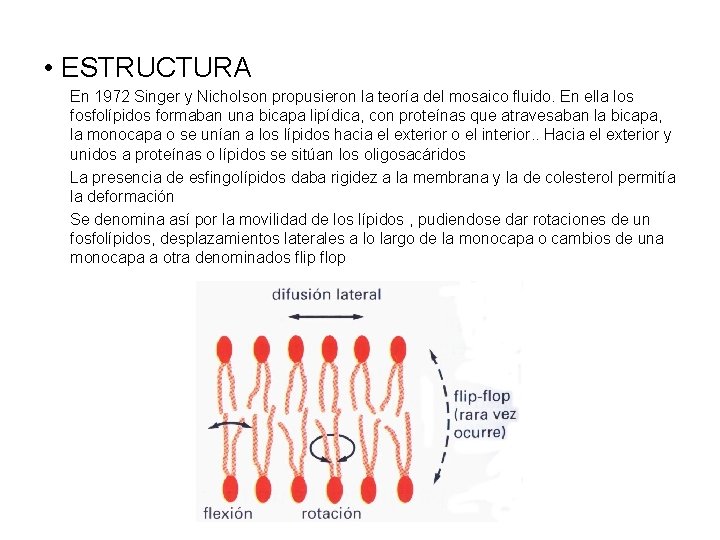  • ESTRUCTURA En 1972 Singer y Nicholson propusieron la teoría del mosaico fluido.