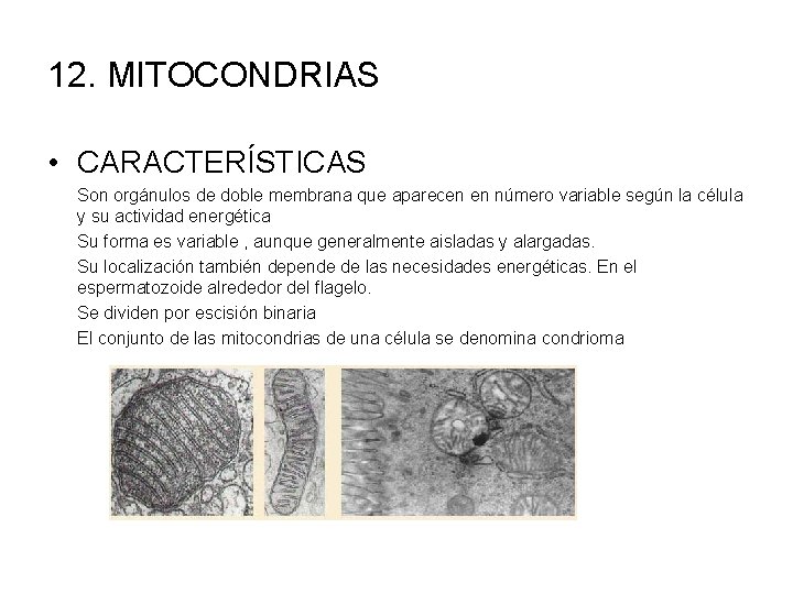 12. MITOCONDRIAS • CARACTERÍSTICAS Son orgánulos de doble membrana que aparecen en número variable