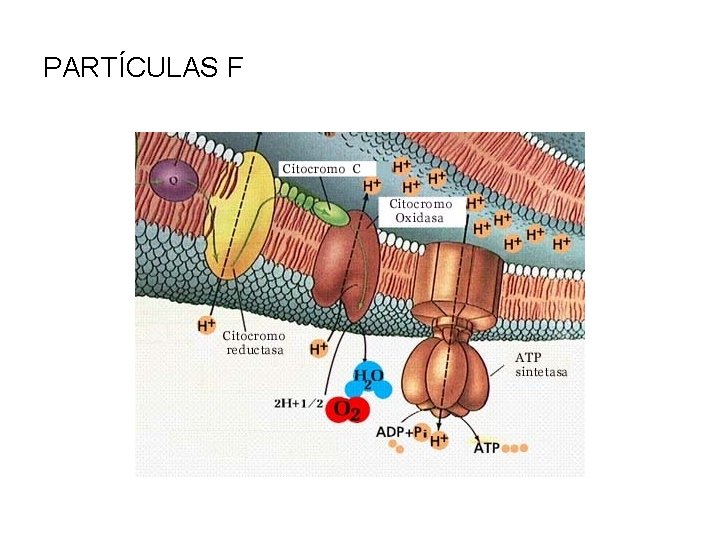 PARTÍCULAS F 