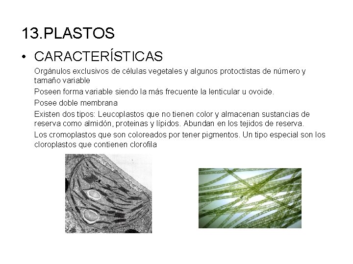 13. PLASTOS • CARACTERÍSTICAS Orgánulos exclusivos de células vegetales y algunos protoctistas de número