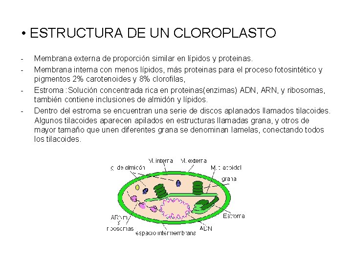  • ESTRUCTURA DE UN CLOROPLASTO - Membrana externa de proporción similar en lípidos